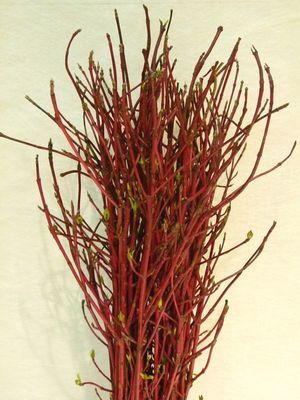 BR. CORNUS RGE RAM 100/120 10T